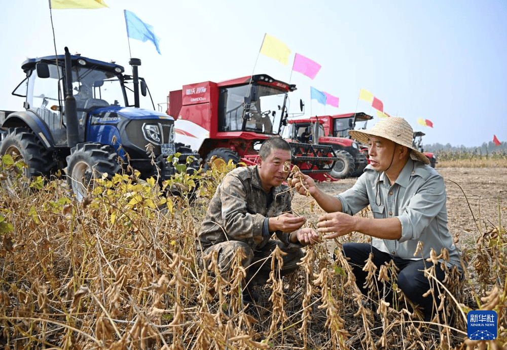 青岛泊里：共富新模式助农好收成
